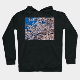 Cherry tree blossoms Hoodie